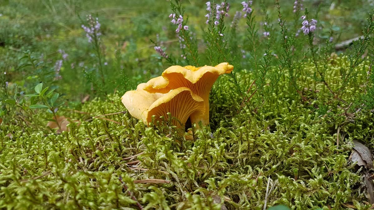 Dried Chanterelle Mushrooms 400 grams thumbnail 3