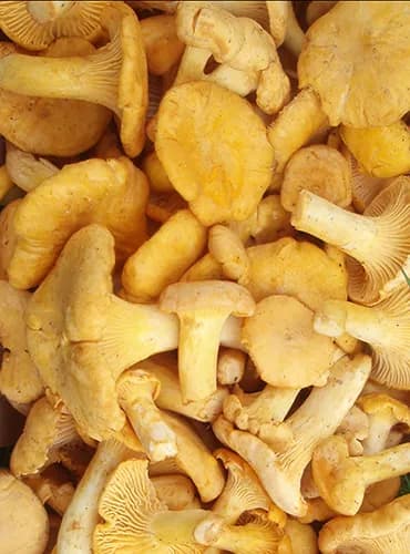 Dried Chanterelle Mushrooms 400 grams thumbnail 2