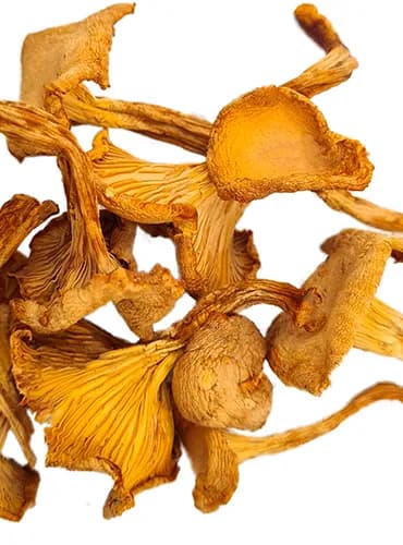 Dried Chanterelle Mushrooms 400 grams thumbnail 4